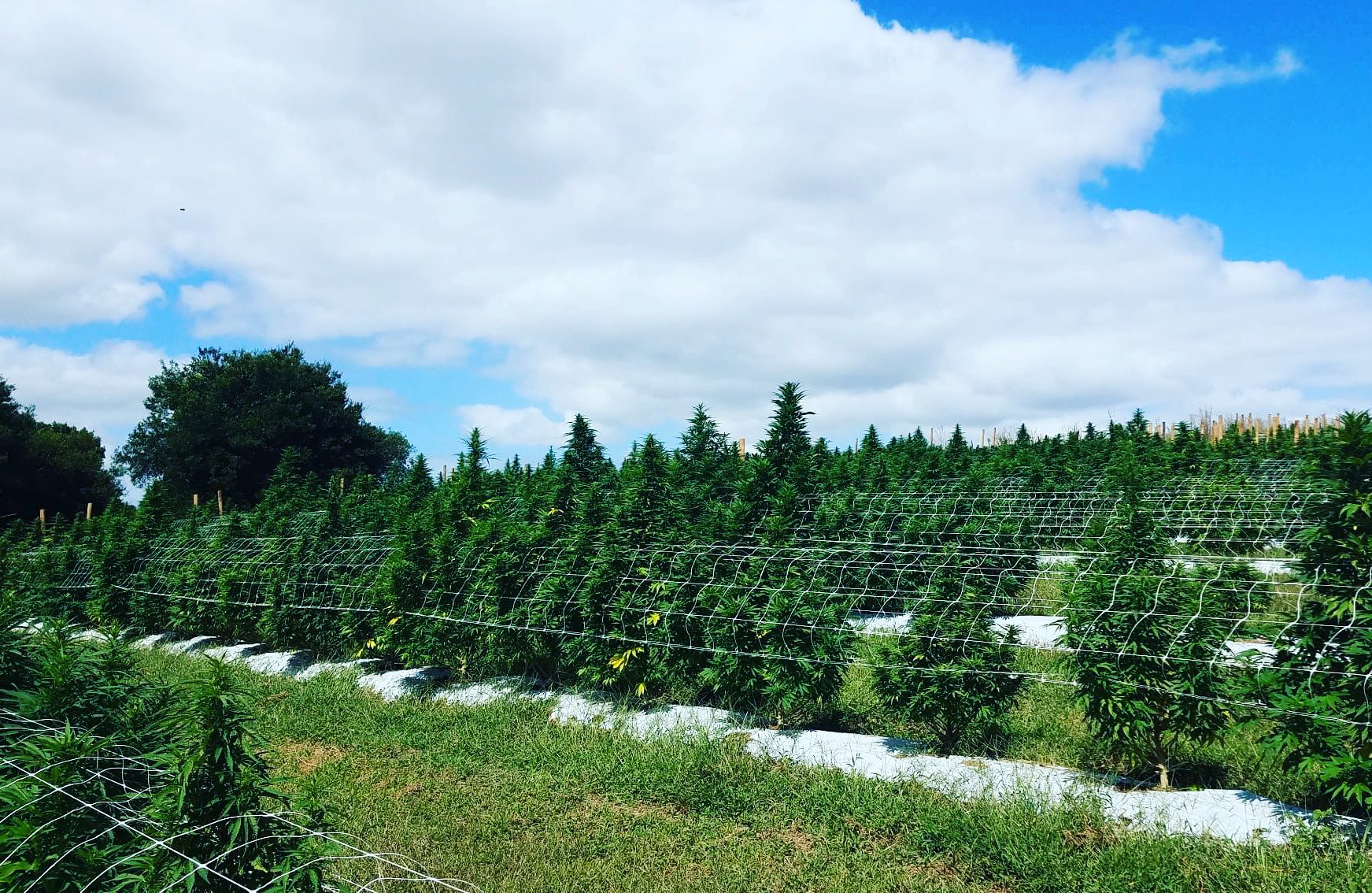 Image hover effect image